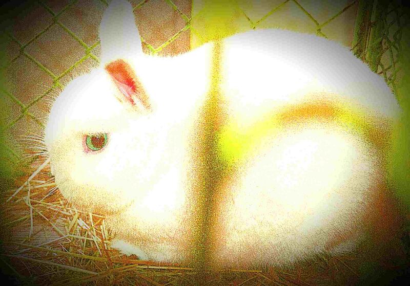 Datei:Hermelinus der Grosse.jpg